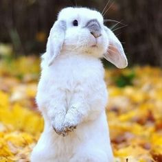 a small white rabbit standing on its hind legs in the grass with yellow leaves around it