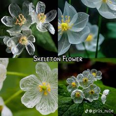 four different pictures of flowers with the words skeleton flower written in white and yellow on them