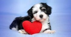 a black and white puppy holding a red heart