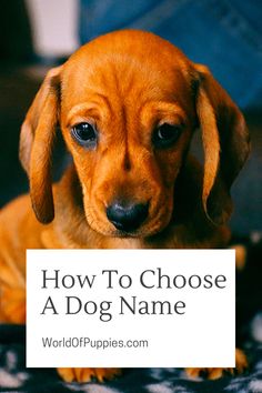 a brown dog sitting on top of a carpet next to a sign that says how to choose a dog name