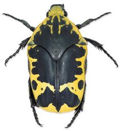 a yellow and black bug on a white background