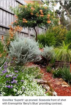 the garden is full of colorful flowers and plants, including succulenta's