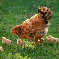 an adult chicken and her chicks in the grass