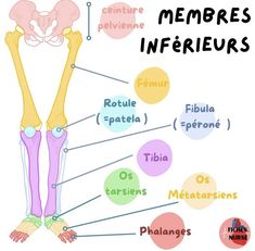 the bones and their names are labeled in this diagram, which is what they look like