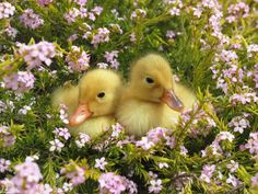 two baby ducks sitting in the middle of flowers