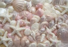 seashells and starfish are grouped together