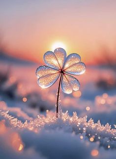 a four leaf clover in the snow at sunset