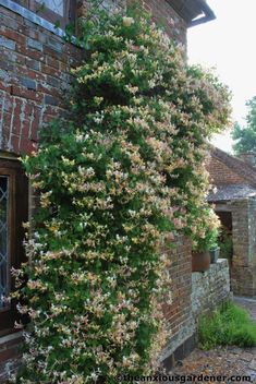 an old brick building with flowers growing on it