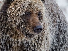 a wet brown bear standing in the snow