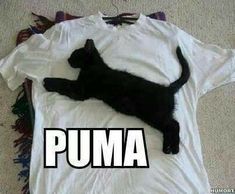 a black cat laying on top of a white t - shirt that says puma