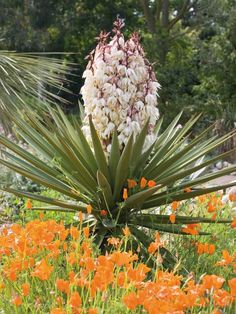 a large white flower sitting on top of a lush green field filled with orange flowers