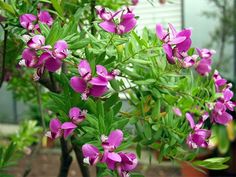 purple flowers are blooming in the garden