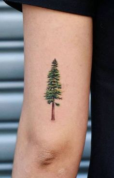 a small pine tree tattoo on the right arm and lower leg, with green leaves around it