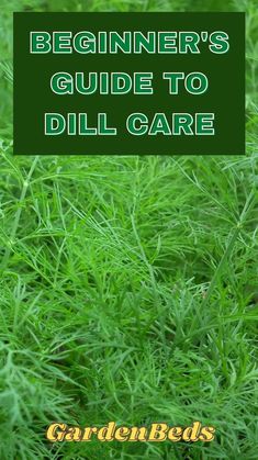 the beginner's guide to dill care