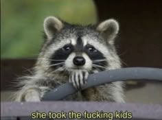 a raccoon is sitting in the back of a truck with its hand on the steering wheel