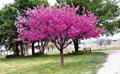 a tree with pink flowers in the middle of a grassy area next to a dirt road