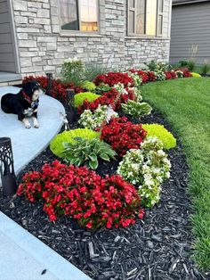 a dog sitting in the middle of a flower bed