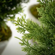 some very pretty green plants in small pots