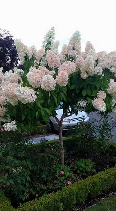 a car parked in front of a tree with white flowers