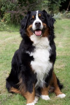 a black, white and brown dog sitting in the grass