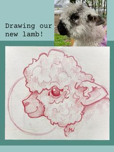 a drawing of a sheep with the words drawing our new lamb