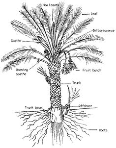 the parts of a palm tree labeled in this diagram, you can see how it grows