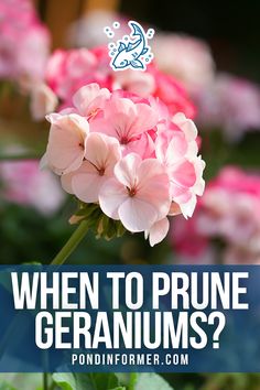 pink geraniums with text overlay saying when to prune geraniums?