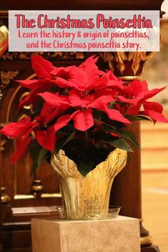 the christmas poinsettia is in a gold vase with red flowers on it