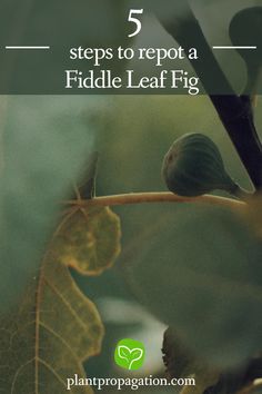 5 steps to repot a Fiddle Leaf Fig Fig Plant, Cucumber Plant, Growing Greens, Fiddle Leaf, Fiddle Leaf Fig, How To Grow Taller, Gardening Gloves