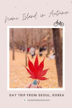 a person holding up a red leaf in front of a tree with the words, namin island in autumn day trip from seoul korea