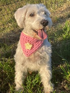 a small white dog wearing a pink scarf