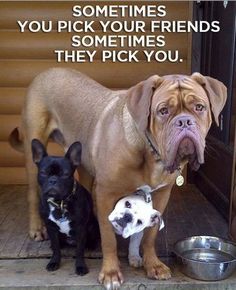 two dogs standing next to each other on the porch with their food bowl in front of them