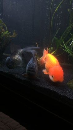 two goldfish in an aquarium looking at each other