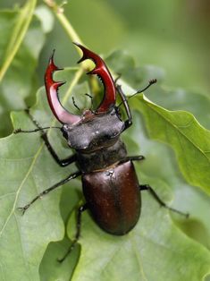 a close up of a beetle on a leaf with red antlers in it's mouth