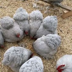 a group of gray chickens standing next to each other on top of dry grass covered ground