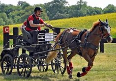 a man riding on the back of a brown horse pulling a carriage down a lush green field