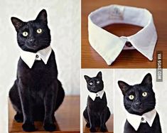 the black cat is wearing a white bow tie