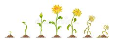 the stages of growing sunflowers from seed to flower in different stages on white background royalty free illustration