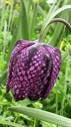 a close up of a purple flower in the grass