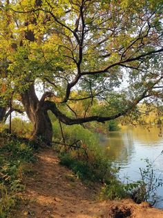 a tree that is next to a body of water in the grass and some dirt