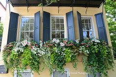 the windows are covered with green plants and blue shutters