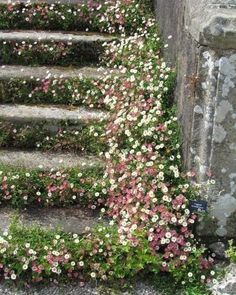 some pink and white flowers are growing on the steps