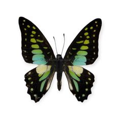 a black and green butterfly with yellow spots on its wings, sitting in front of a white background