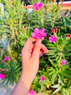 a hand holding a pink flower in front of some green plants