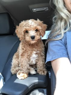 a small brown dog sitting in the back seat of a car next to a woman