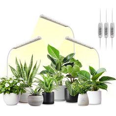 there are many plants in the pot on the table and one is light up with three lights