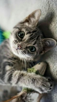 a small kitten playing with a stuffed animal