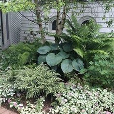 the house is surrounded by lush green plants