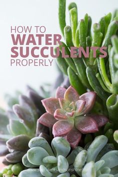 succulents are growing on top of each other with the words how to water succulents properly