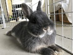 a small rabbit sitting in front of a cage